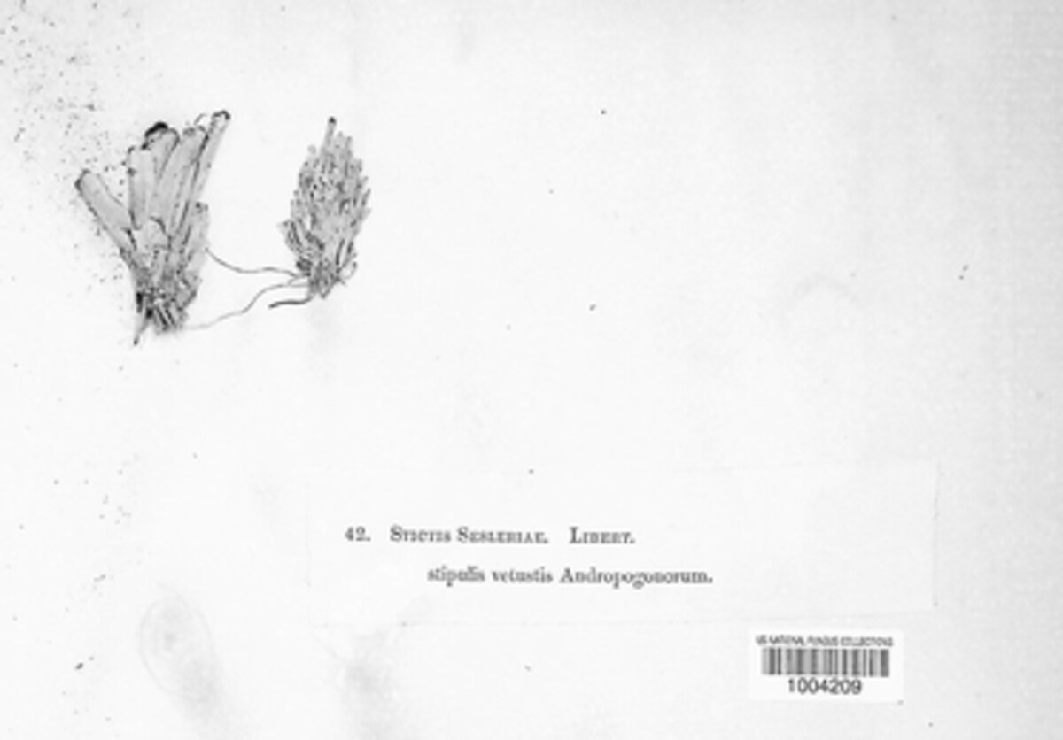 Stictis arundinacea image